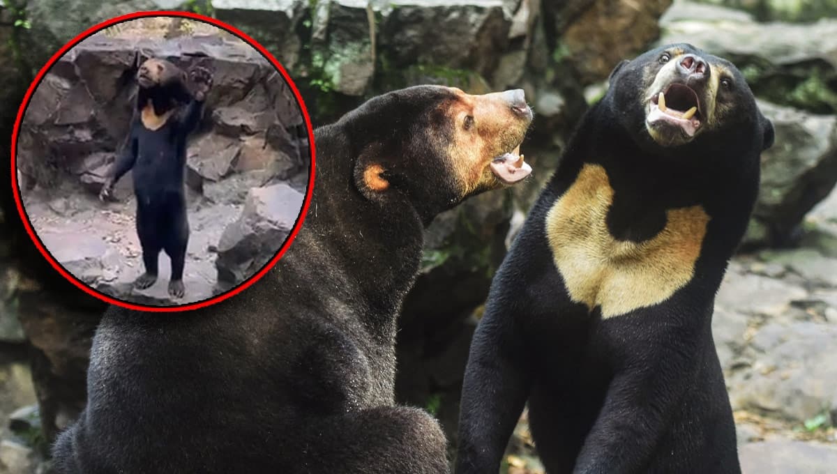 ¿Cómo son los osos malayos? Los supuestos osos FALSOS del zoológico de China