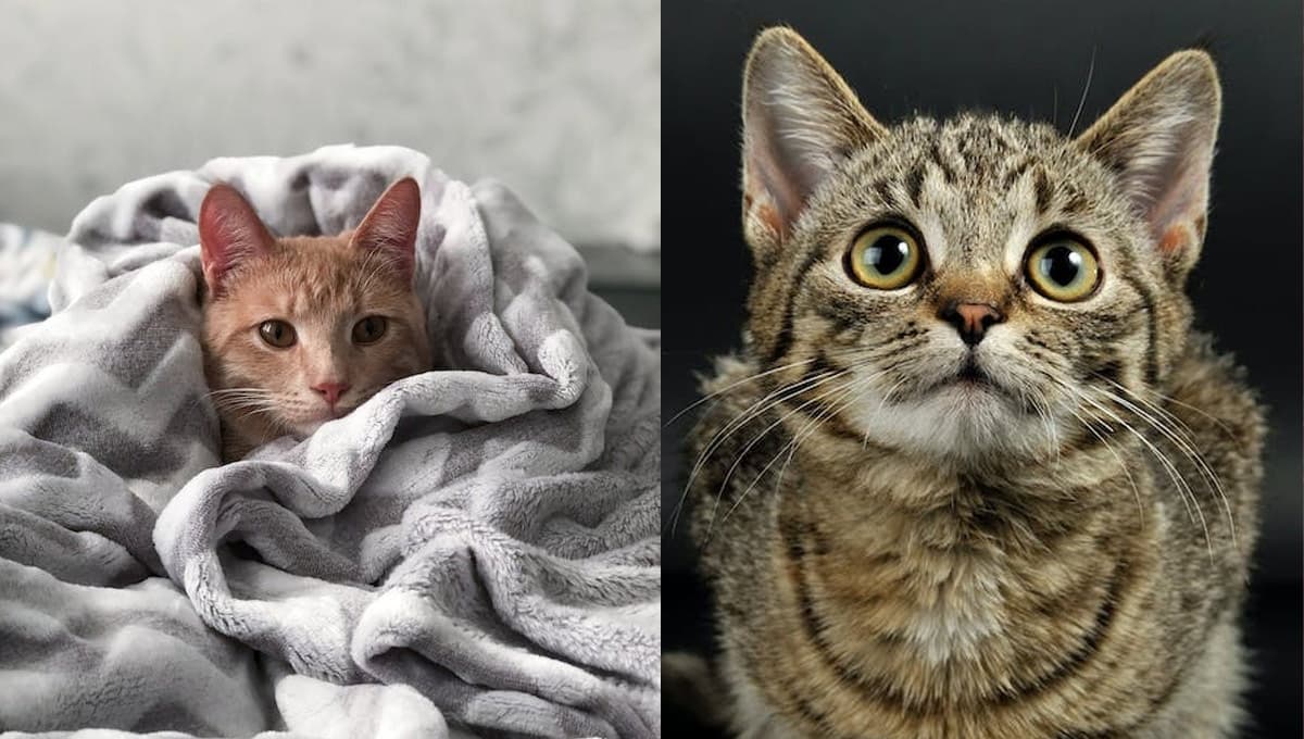 ¿Cuál es el gato que NO da alergia?
