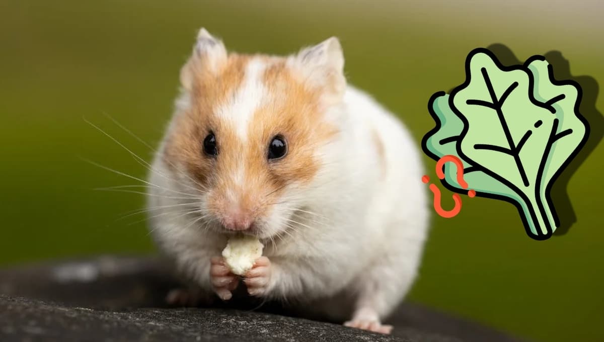 ¿Qué verduras pueden comer los hámsters y cuáles son las más saludables?