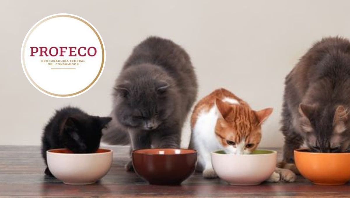 ¿Qué croquetas son buenas para los gatos pequeños según la Profeco?