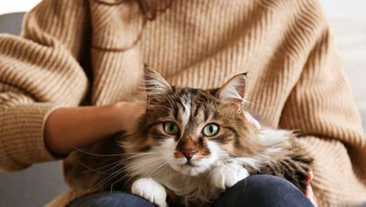 5 nombres GRACIOSOS para gatas con significado divertido