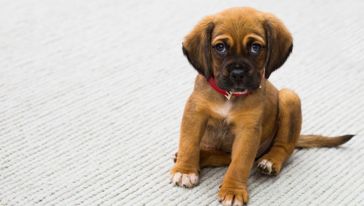 ¿Qué pasa cuando un perro está triste y decaido?