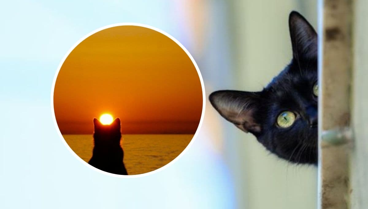 ¿Qué significa cuando un gato llora en la madrugada?