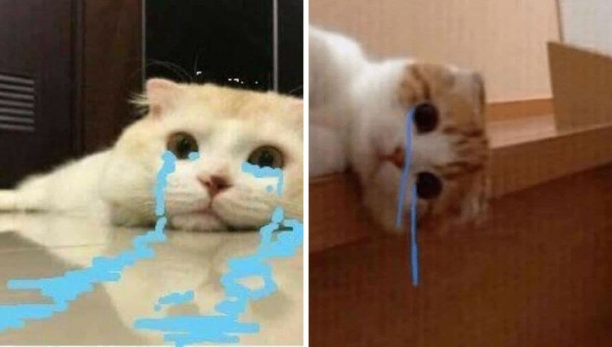 6 MEMES de michis tristes para compartir si EXTRAÑAS a tu ex