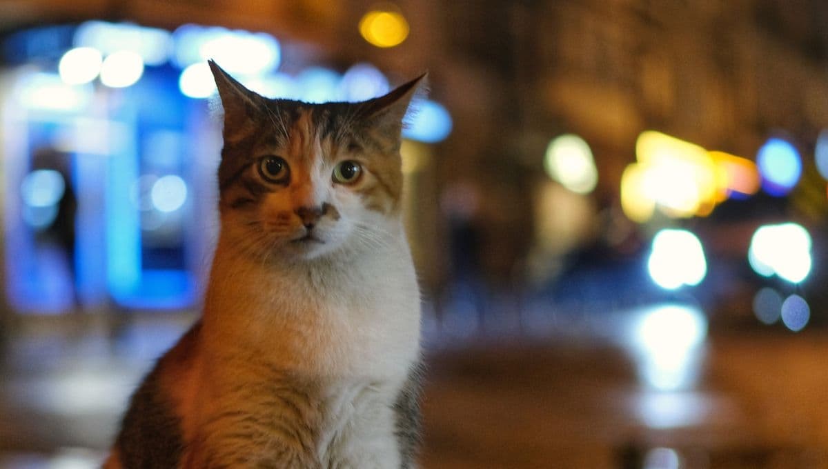 ¿Cómo calmar a un gato excesivamente INQUIETO en las noches?