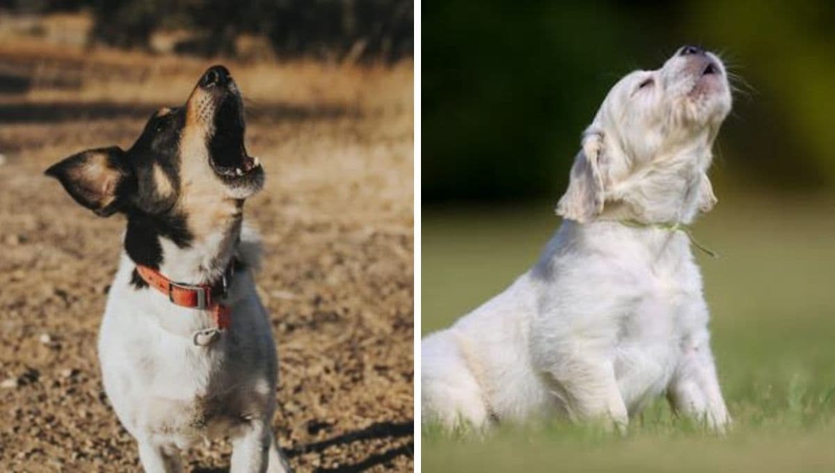 ¿Cómo evitar que mi perro se ponga celoso?
