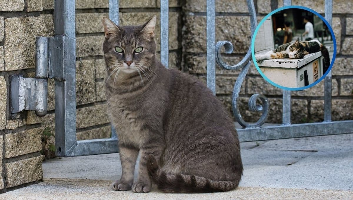 6 señales claras de un gato que quiere ABANDONAR su hogar