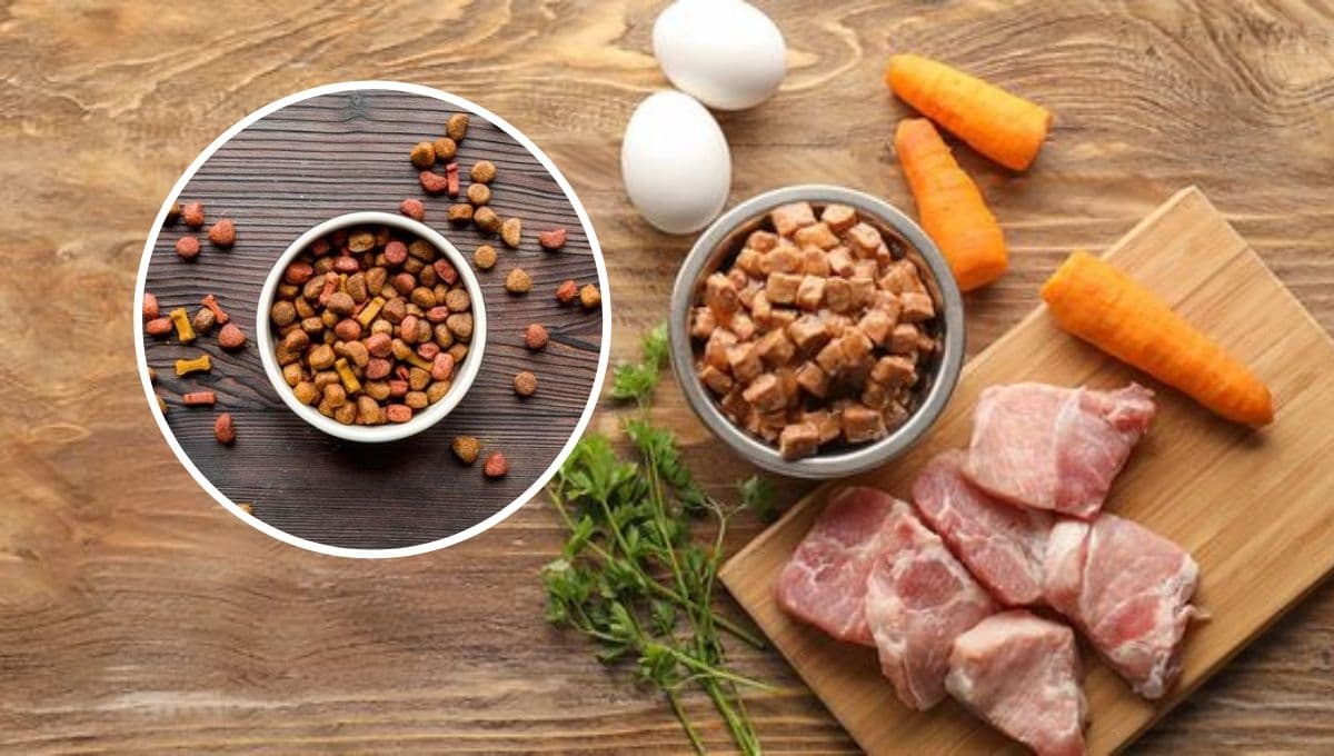 ¿Qué es mejor para un perro comida casera o croquetas?