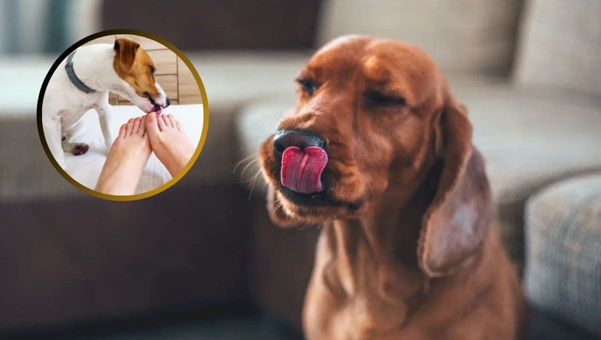 ¿Qué significa cuando un perro te lame los pies y por qué es algo tan lindo?
