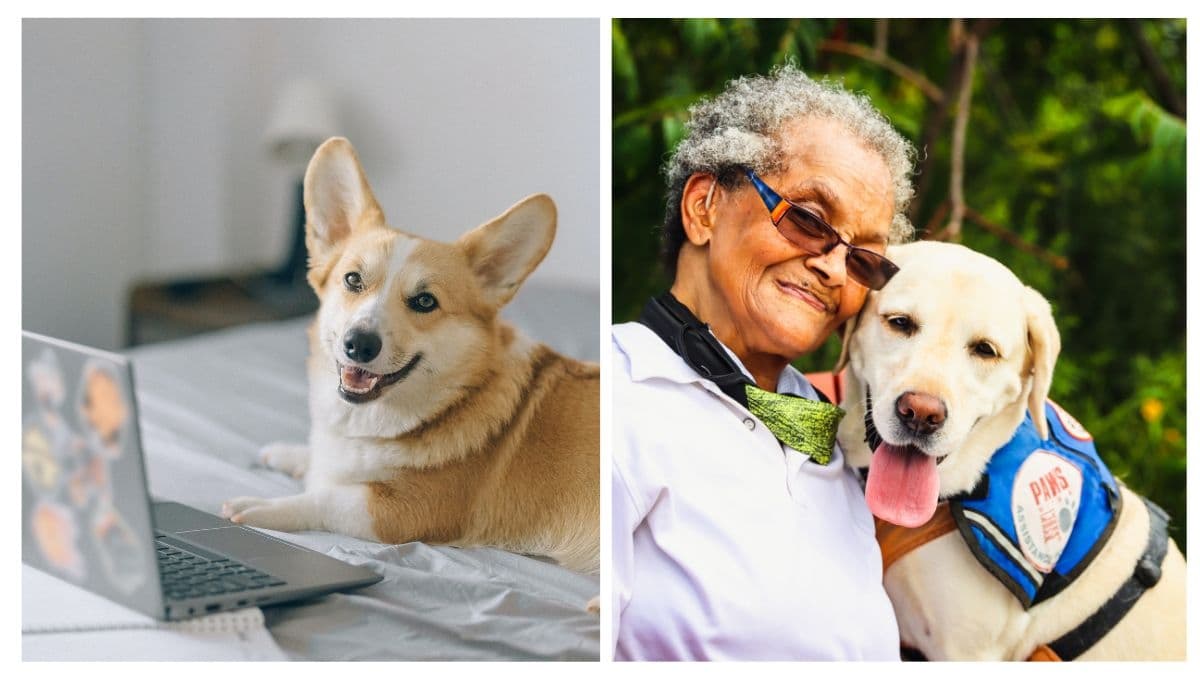 3 cosas que cambian para siempre en tu vida cuando adoptas un perro