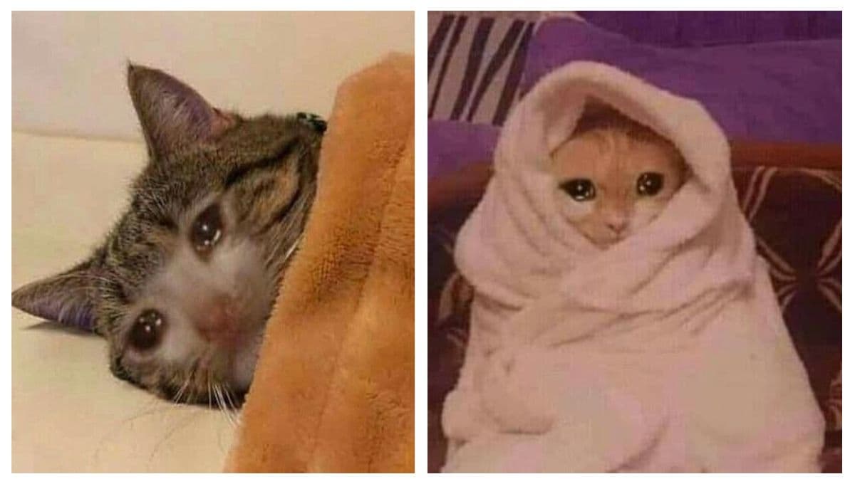6 memes de gatos llorando para compartir en esos días de tristeza