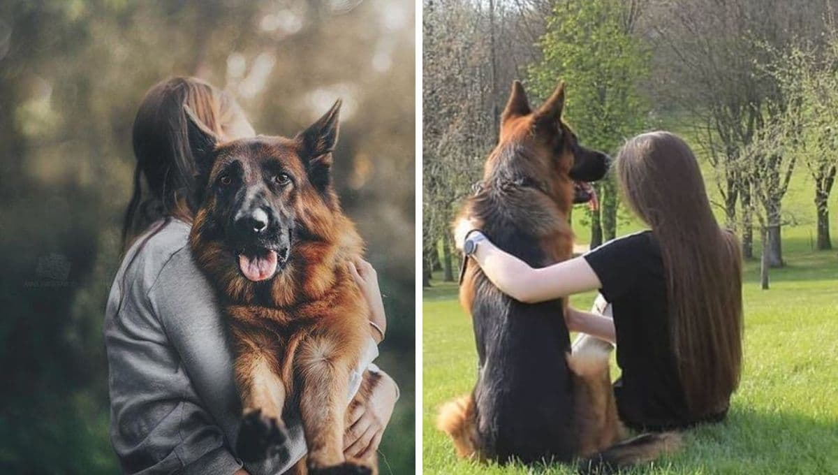 ¿Qué significa que mi perro llore cuando lo abrazo?