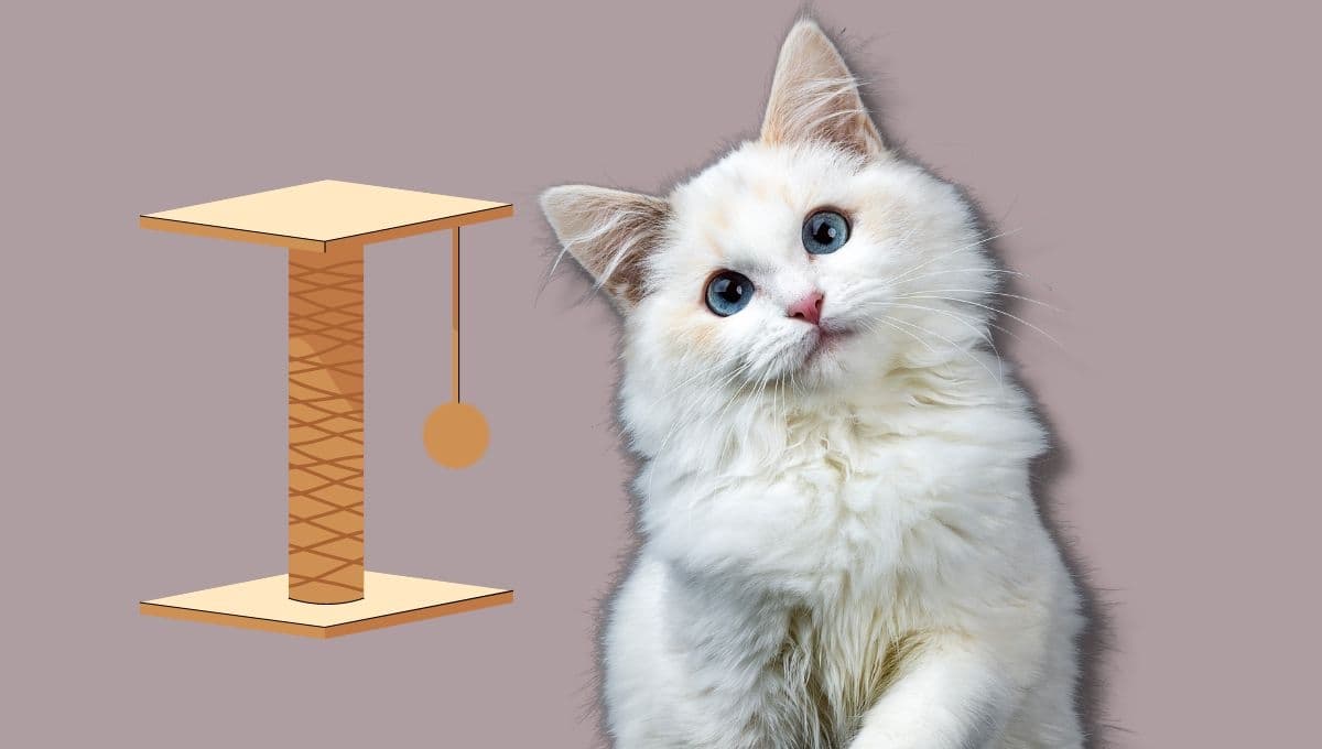 ¿Cómo hacer un rascador para gatos casero y fácil? | Paso a paso