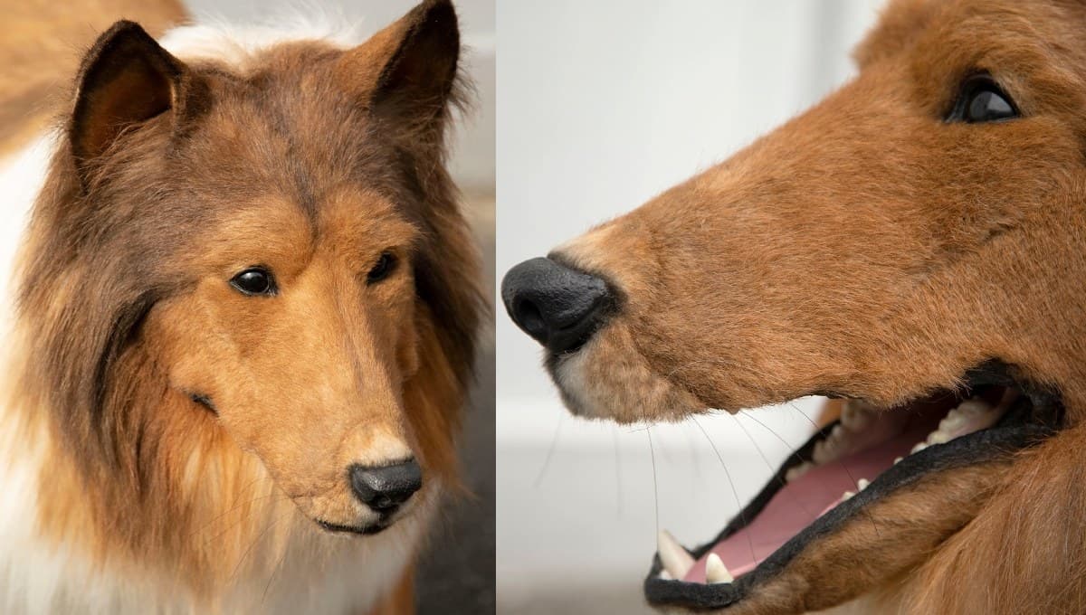 Hombre japonés invierte millones de pesos para convertirse en perro y ESTE es el resultado | VIDEOS