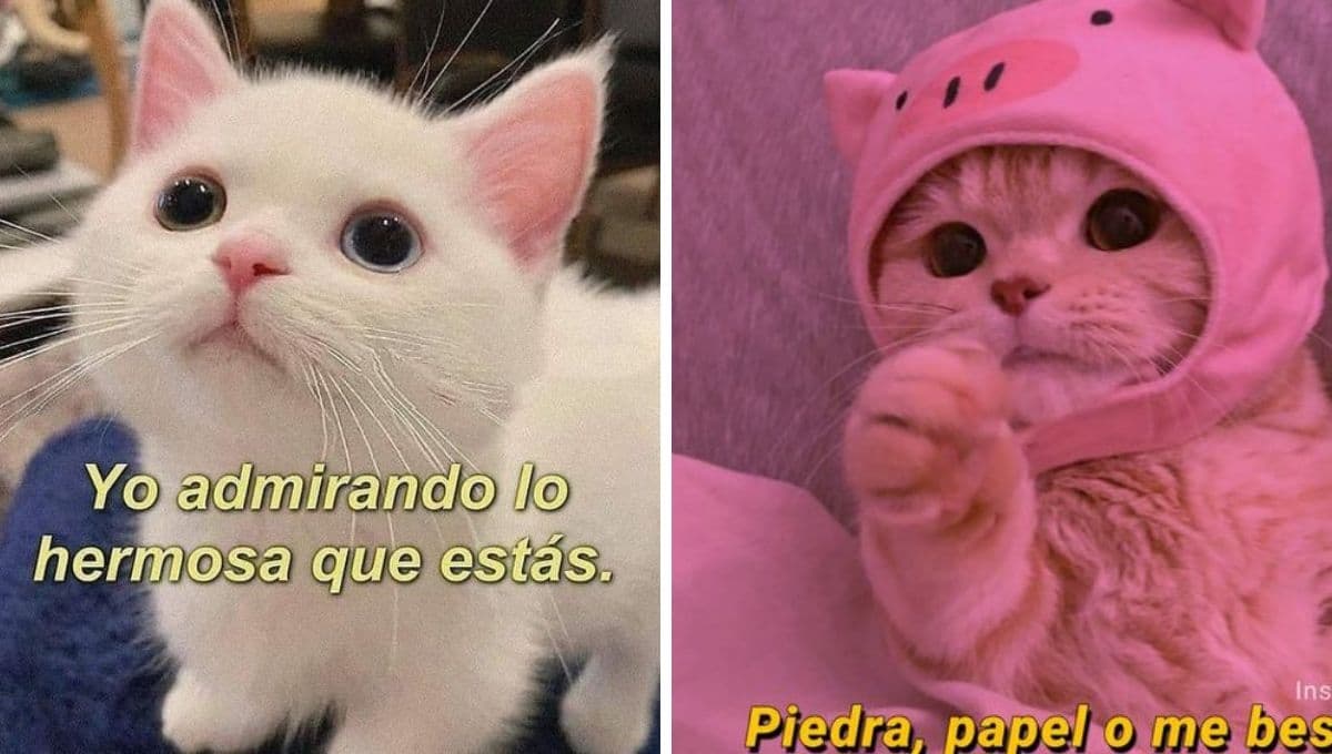6 MEMES de gatos coquetos para compartir como indirectas en WhatsApp