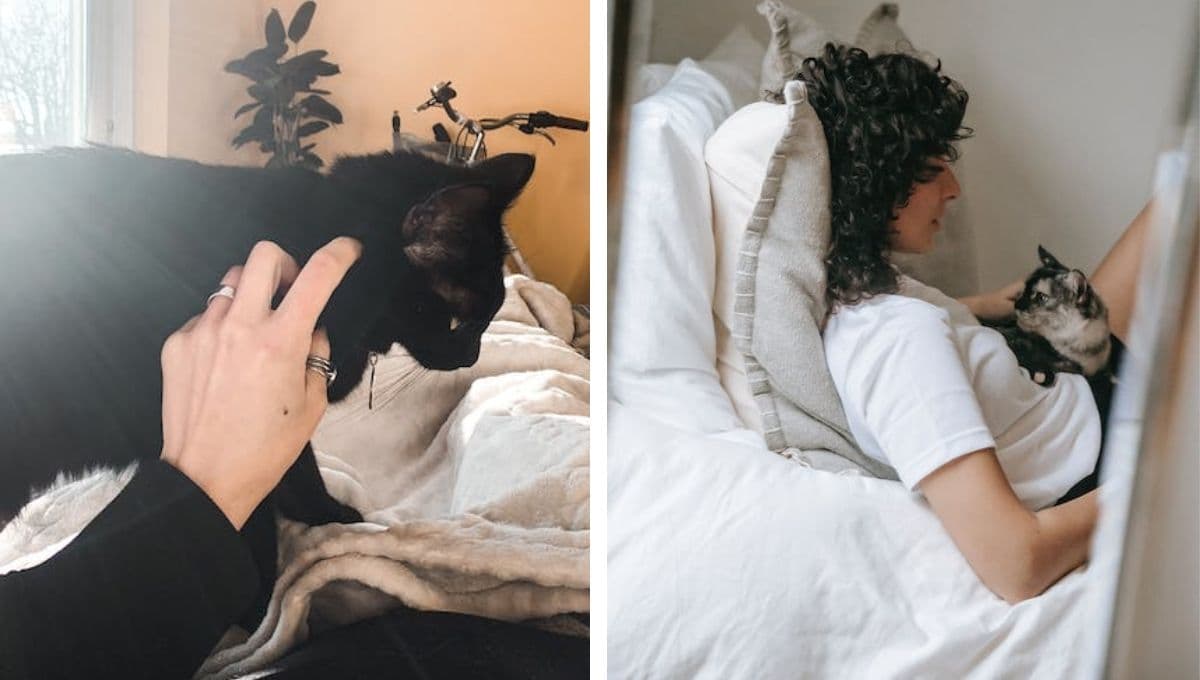 ¿Qué significa cuando tu gato te amasa la panza?