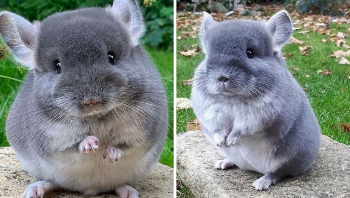 ¿Por qué mi chinchilla hace ruidos?