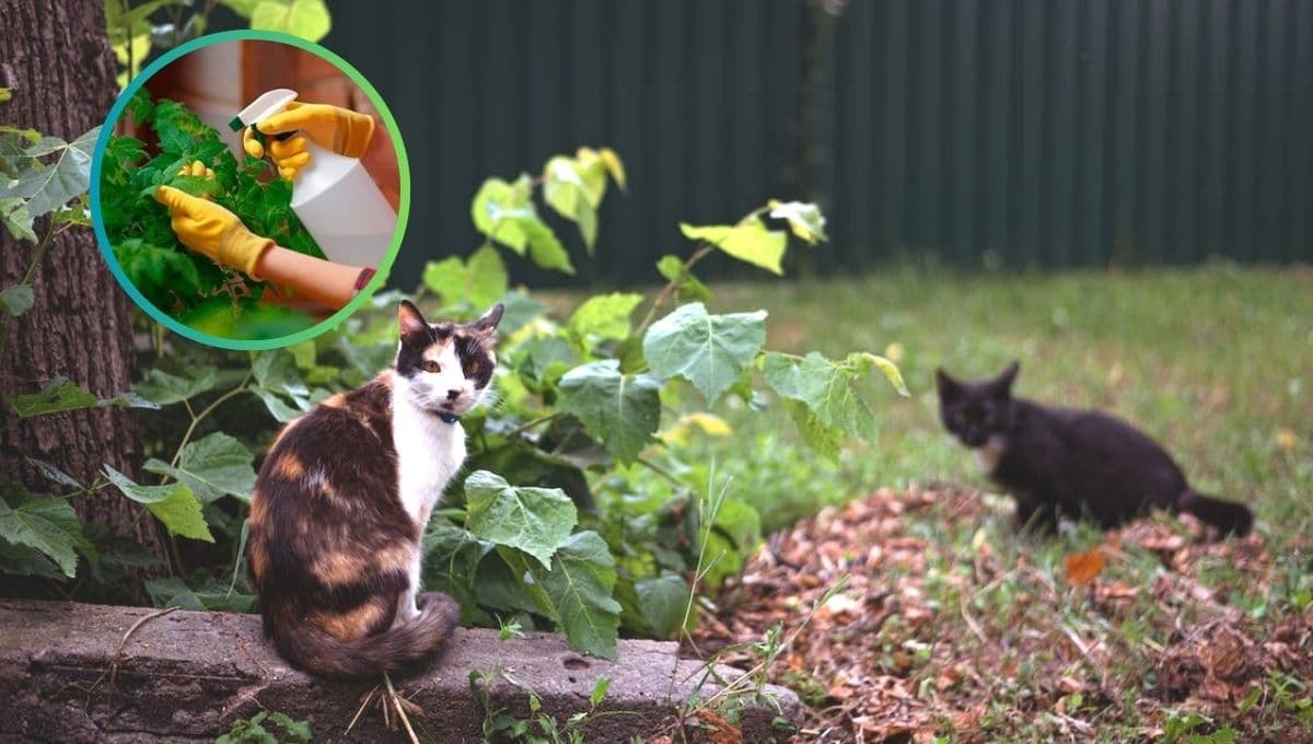 Remedio casero para que un gato no se orine ni defeque en las plantas
