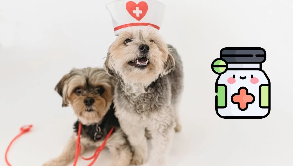 3 medicamentos para mascotas que debes tener SÍ o SÍ en casa