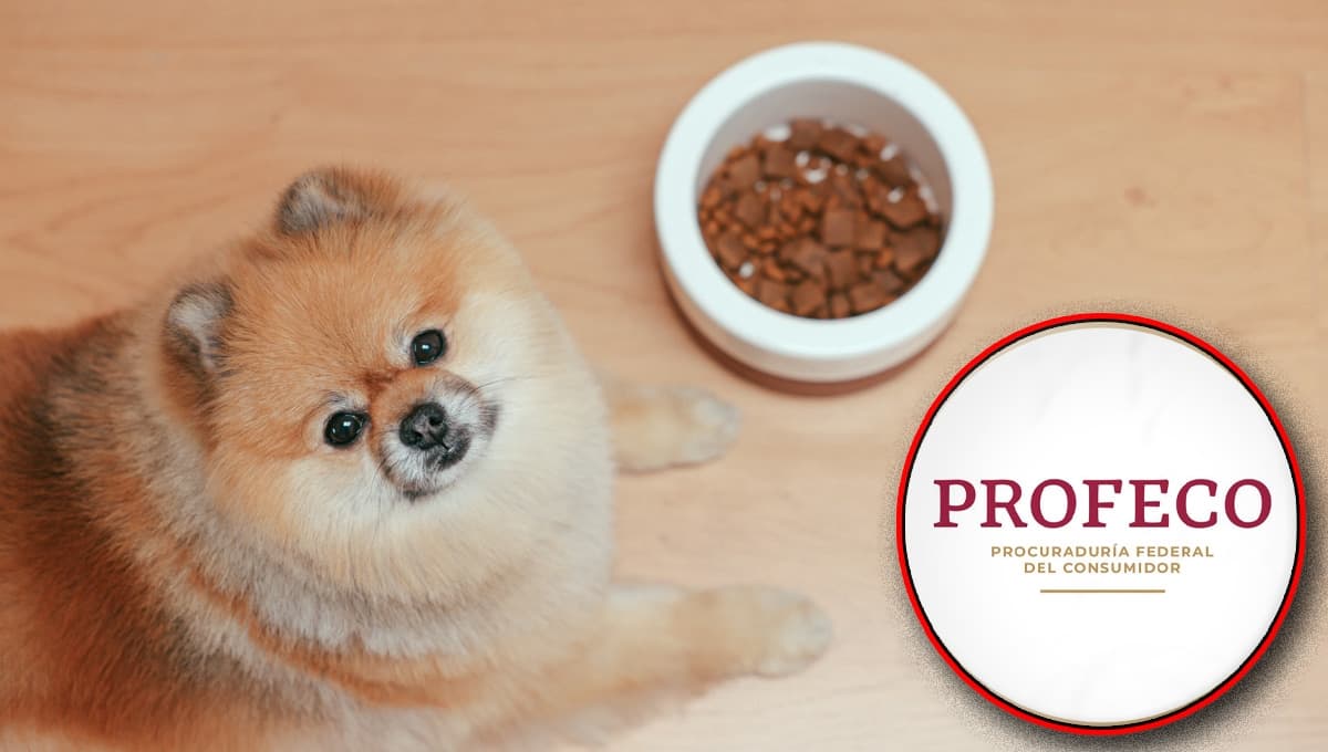 ¿Royal Canin o Purina Pro Plan? Según Profeco esta es la MEJOR croqueta para perro en 2023