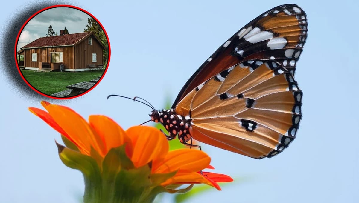 ¿Qué significa que una mariposa entre a tu casa DE NOCHE?