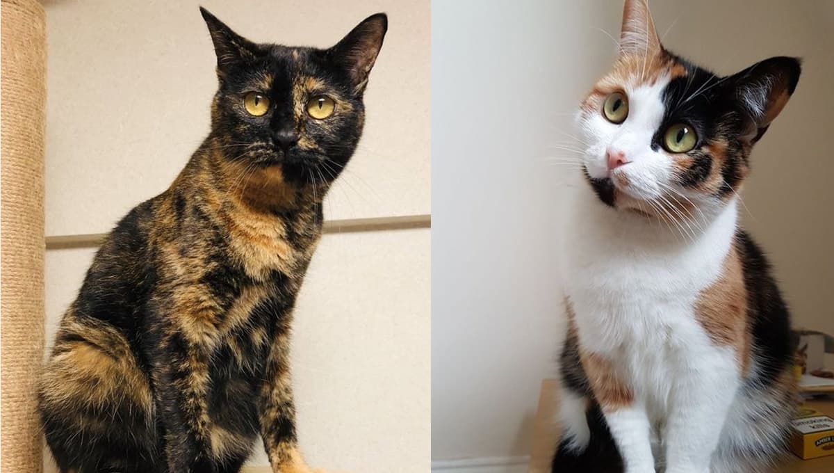 ¿Cómo saber si mi gata es carey o calicó? | Guía fácil