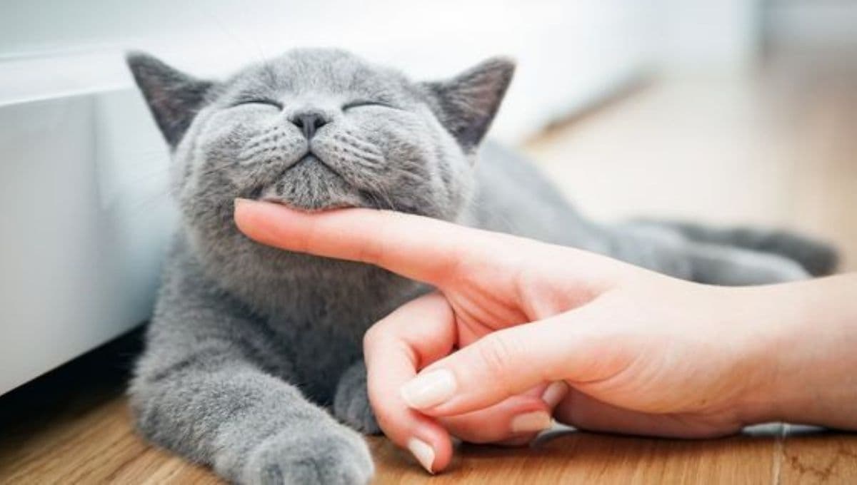 ¿Qué significa que mi gato esté más cariñoso por la mañana?