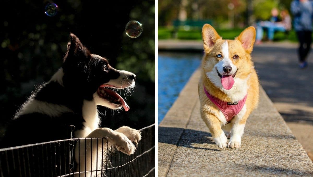 3 mejores parques para perros en la CDMX, seguros y limpios para pasar un día inolvidable