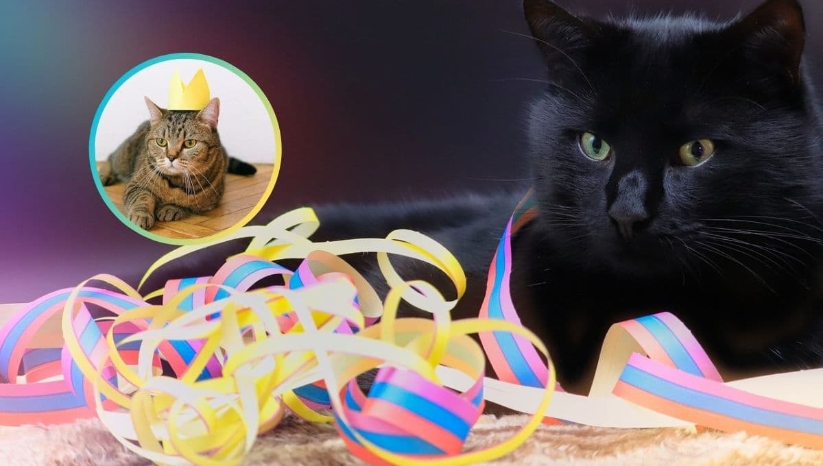 ¿Por qué se celebra 3 veces al año el día del gato?