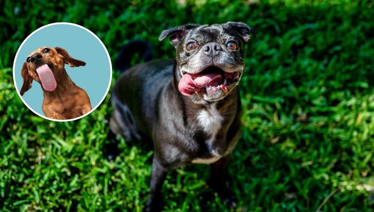 ¿Por qué los perros le lamen los pies a sus amos?