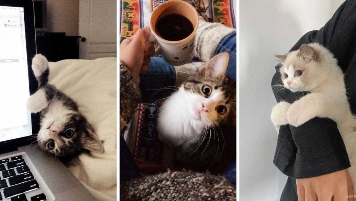 Día del Gato 2023: ¿Por qué se celebra a los gatos el 8 de agosto?