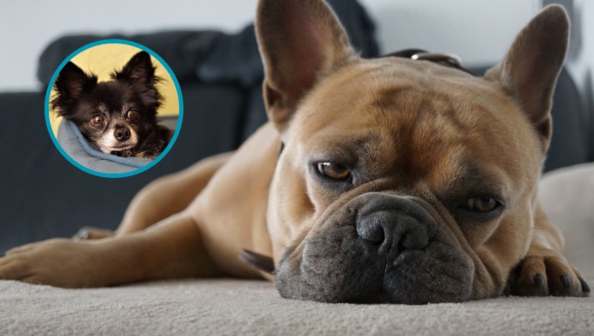 ¿Por qué mi perro se agita mucho sin hacer nada?