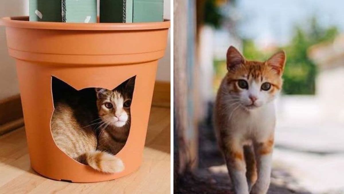 ¿Qué siente un animal al ser ABANDONADO?