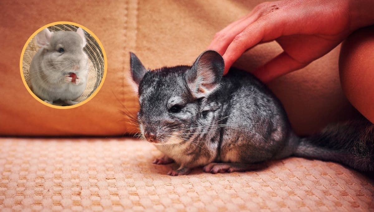 ¿Qué tan difícil es cuidar una chinchilla?