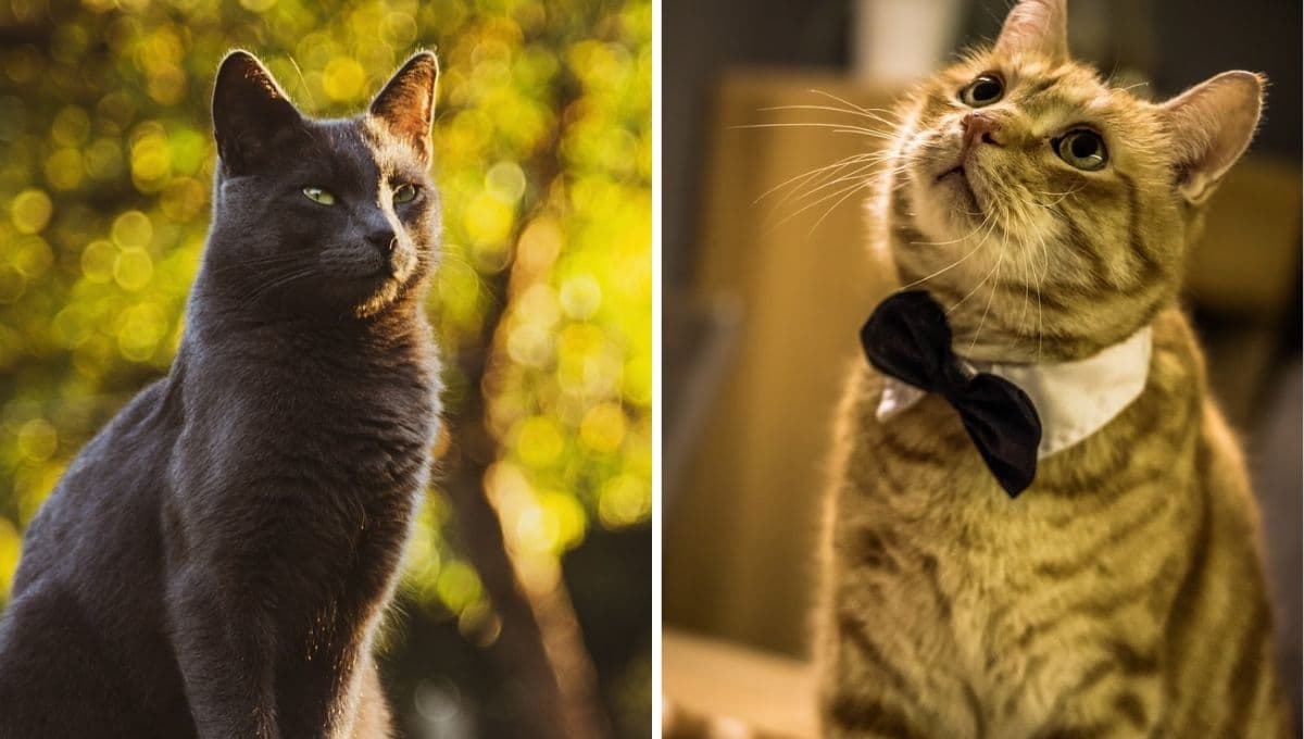 5 nombres sofisticados para gatos elegantes con significado