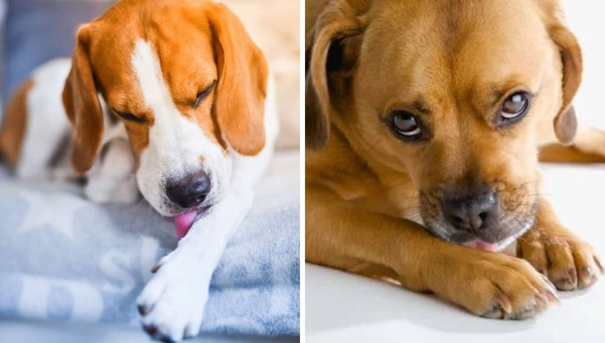 ¿Por qué los perros se lamen y muerden las patas?