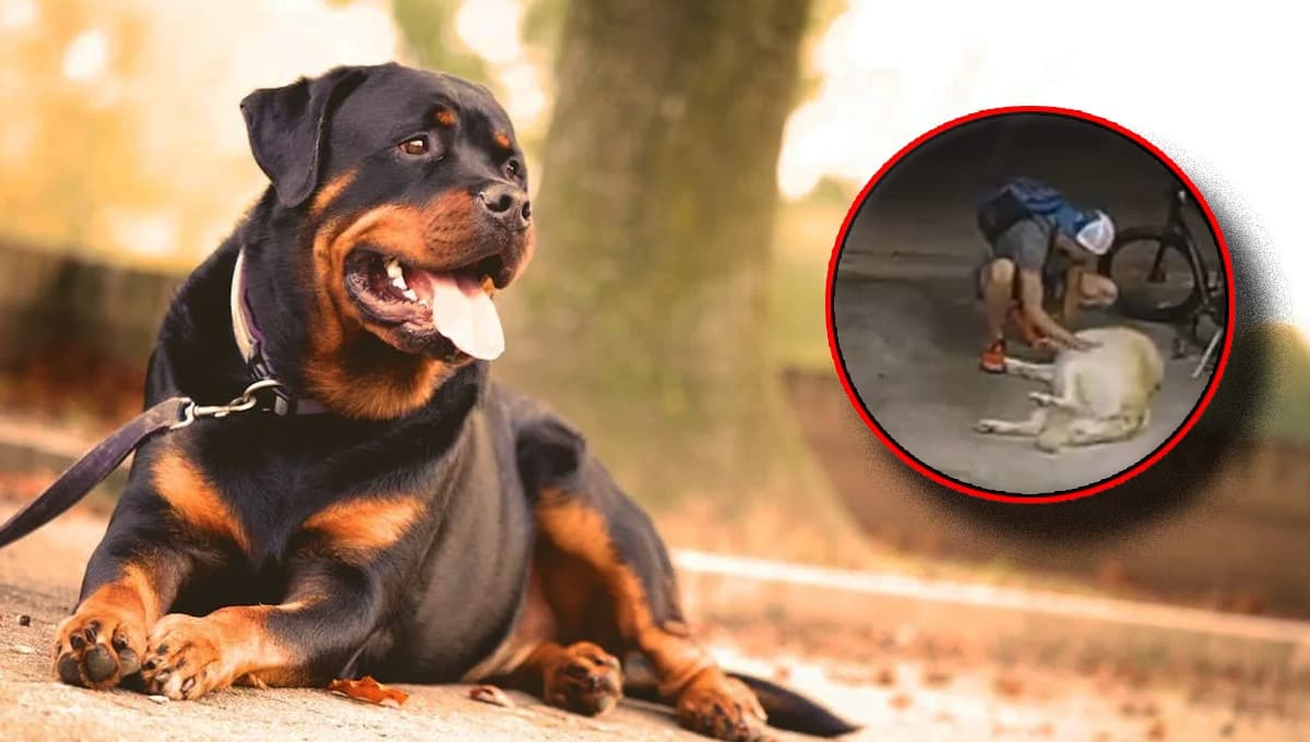 Perro atrapa a ladrón con las manos en la masa pero al final se hacen amigos (VIDEO)