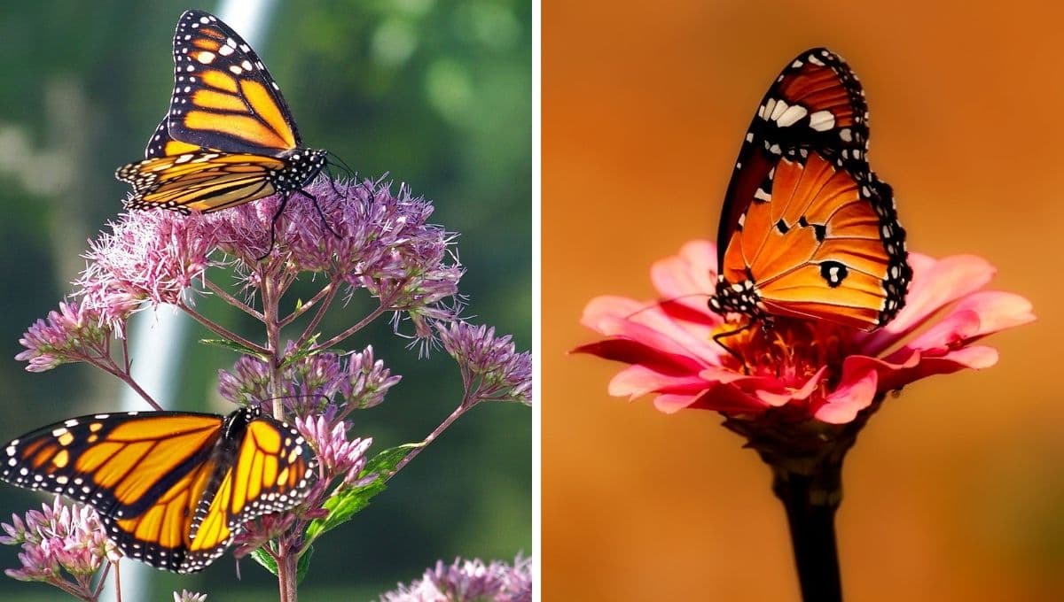 ¿Qué significa que se te aparezca una mariposa naranja?