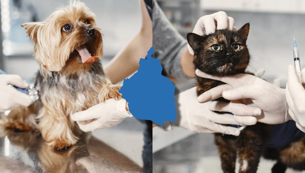 3 lugares para esterilizar mascotas GRATIS en la CDMX