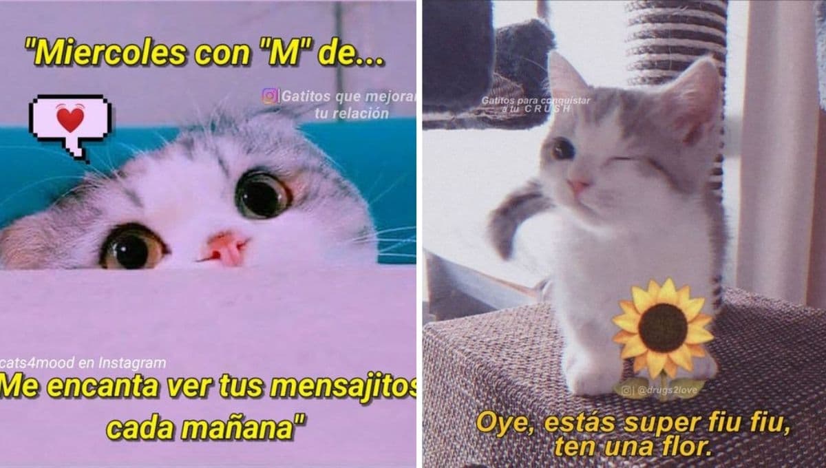 7 MEMES de michis románticos para tirarle indirectas a tu crush por WhatsApp