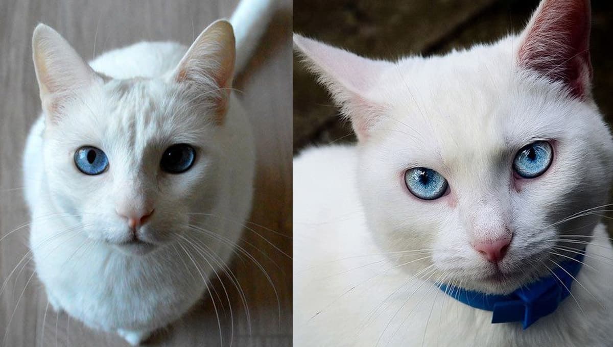 5 nombres para gatos blancos y con ojos azules con significado bonito