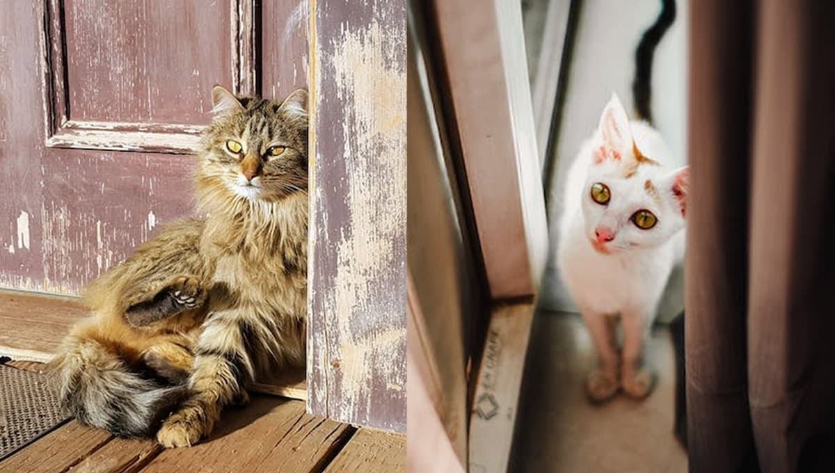 ¿Qué significa cuando mi gato araña las puertas?
