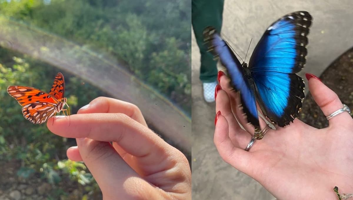 ¿Qué pasa ESPIRITUALMENTE cuando una mariposa se posa en ti?