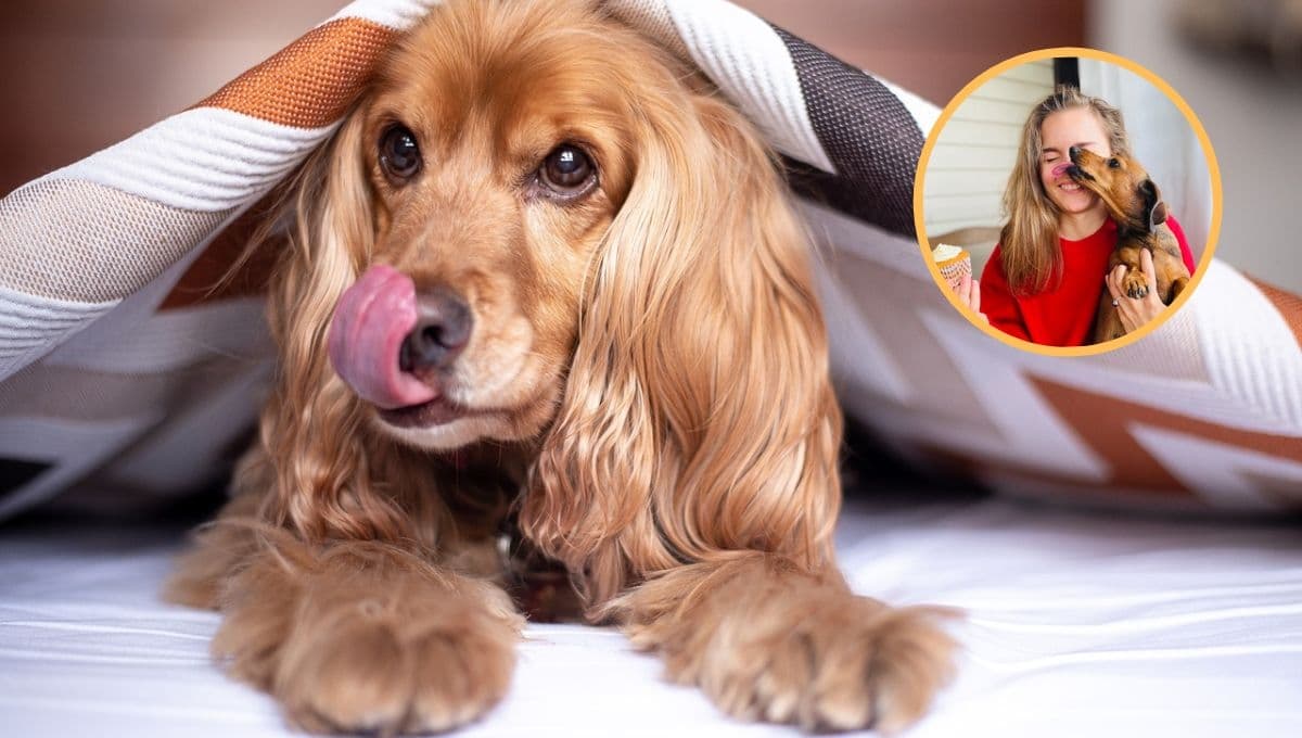 ¿Por qué un perro te lame cuando lo acaricias y por qué es un acto tan bello?