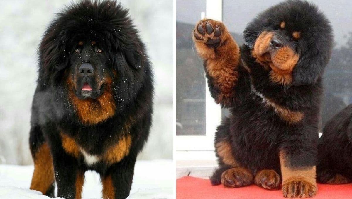 ¿Cómo se llama el perro más CARO del mundo y qué lo hace tan especial?