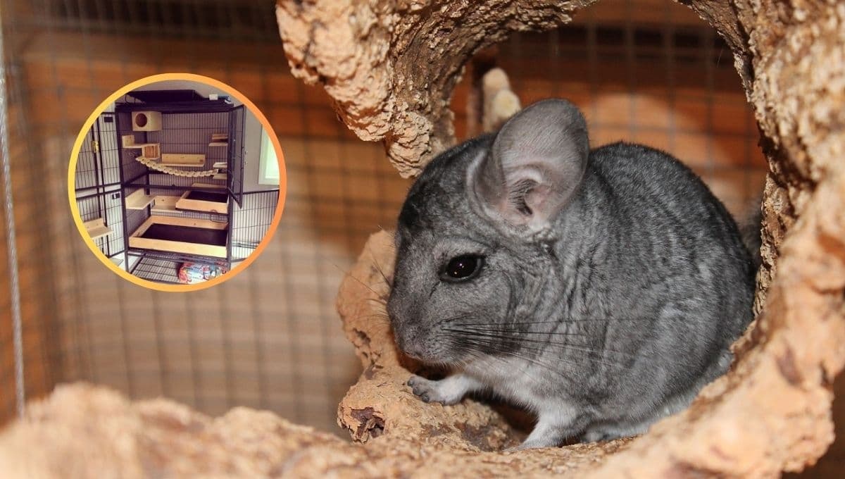 ¿Como debe ser la jaula de una chinchilla?