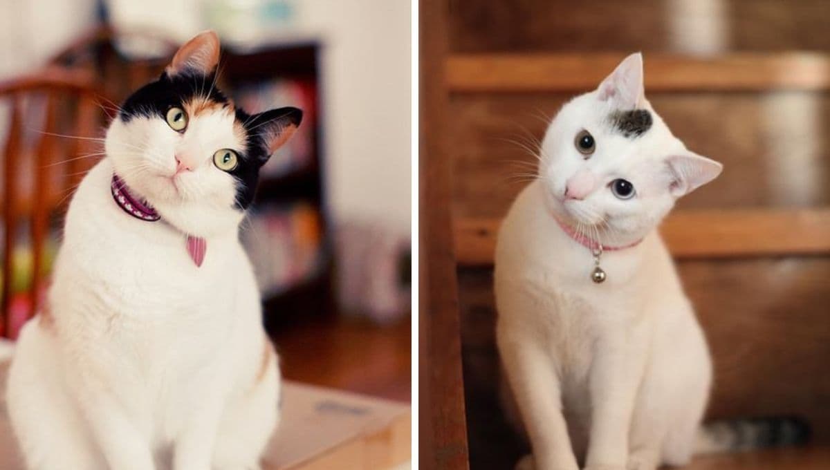 ¿Por qué mi gato se acerca a mi cara cuando duermo?