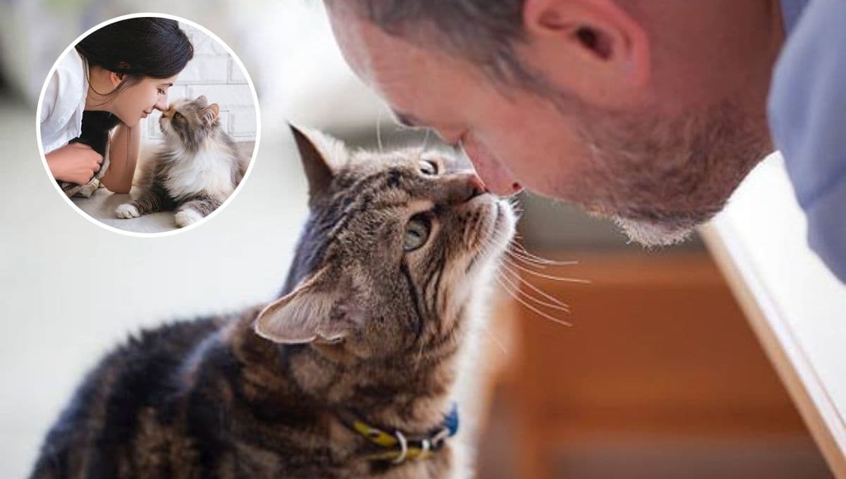 ¿Dónde le gusta que le acaricien a los gatos?