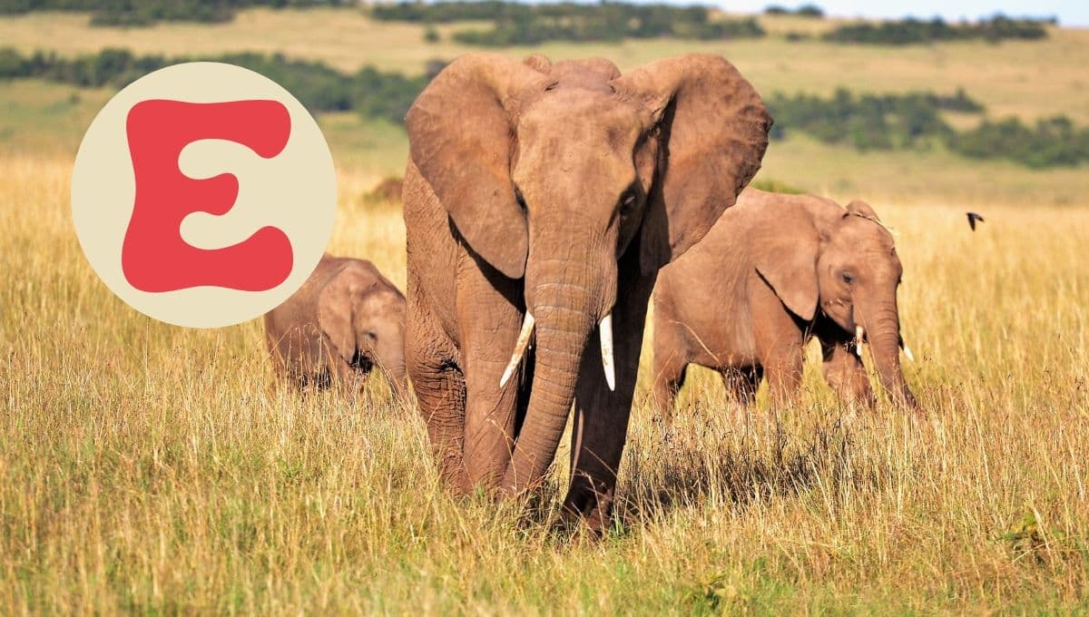 Nombres de animales que empiezan por la letra E