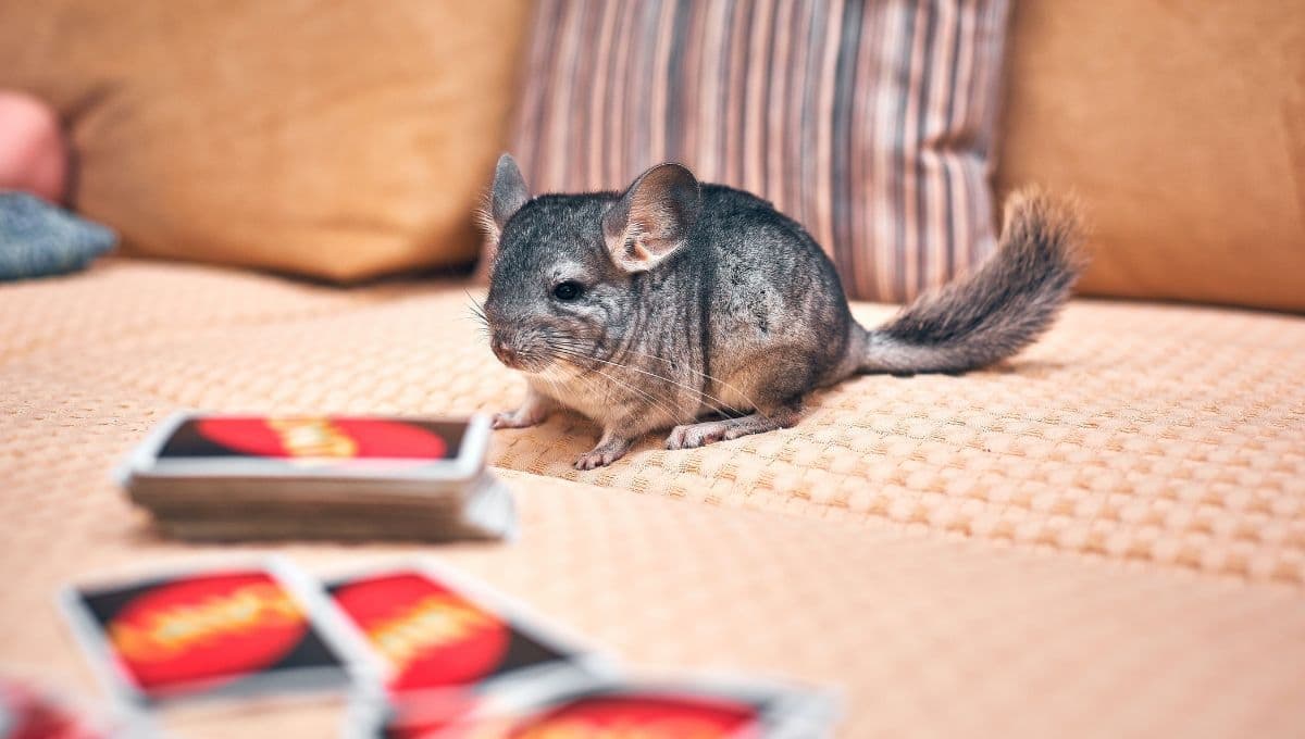 ¿Cómo se juega con una chinchilla?